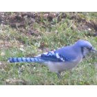 Avoca: One of the many Blue Jays that comes to feed.