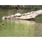 Avoca: turtles on log, just sunning themselves on Avoca Lake