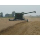 Glyndon: Wheat Harvest in Glyndon, MN (2009)
