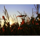 Osage: Evening sun through the corn