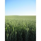 Culdesac: Wheat Field