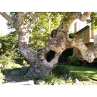 San Luis Obispo: Beautiful Old Sycamore