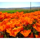 Lancaster: The poppy fields, Lancaster, CA.