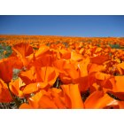 Lancaster: The poppy fields, Lancaster, CA.