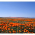 Lancaster: The poppy fields, Lancaster, CA.