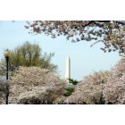 Washington: : Cherry Blossom 2 , Spring 2010