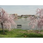 Washington: : Cherry Blossom 3 , Spring 2010