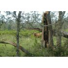 Devers: Beauitful Longhorns along the road sides
