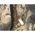 Haw River: While walking along rocky Haw River we encountered a Water Snake who'd just pulled a Catfish ashore.