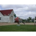 Willow Lake: My favorite Pheasant (on the way to Willow Lakes)