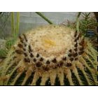 Carlsbad: cactus flower, carlsbad, NM
