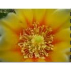 Carlsbad: flower sunburst, Carlsbad, NM