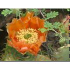 Carlsbad: Red flower, Carlsbad, NM