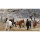 Fort Davis: beautiful horses Ft. Davis, TX