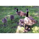 Erie: : Family of geese at Presque Isle State Park