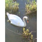Fall River: Swan in the river