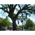 Conway: The most beautiful trees in the world!