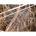 Marble Falls: Adventure Hunt with my Grandsons at Marble Falls we found a great spider web.
