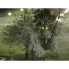 Burnsville: Buck Hill Tree coming alive