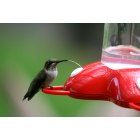 Port Lavaca: Hummingbird eating