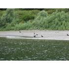 Gold Beach: Bald Eagle on Rogue River at Gold Beach OR