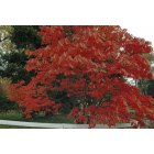 Leesburg: Sourwood Tree in Fall in Leesburg