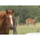 Elkton: My Horse Bigg With A Deer