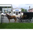 Fredonia: Amish Carriage & Horse, Fredonia, PA