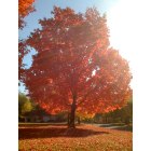 Boaz: A beautiful tree near Boaz Library during the fall.