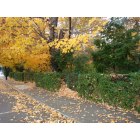 Eden: : City sidewalk swathed in leaves. Scene a block off Washington Street near the center of the old shopping district.