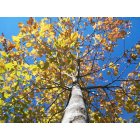 Sauk Rapids: A gorgeous fall tree