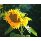 Hailey: Sunflower in Hailey