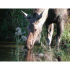 Libby: Wildlife, like this cow moose, abound in the area