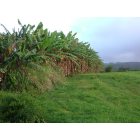 North Kohala: Row of banana trees in North Kohala
