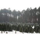 Augusta: Kellog Forest, National Park, Augusta Michigan, Young Pine Grove