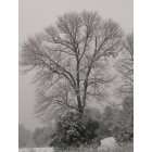 Aquia Harbour: Tree at the driving range in snow