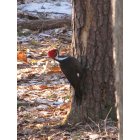 Aquia Harbour: Woodpecker in the yard