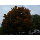 Russell: Tree turning color in the fall of 2009