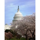 Washington: : DC Cherryblossoms