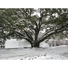 Newport News: Snow Covered Tree by the James