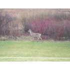 Woodbury: Deer behind our townhome in Ojibway Park