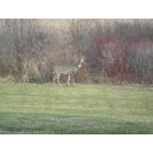 Woodbury: Buck behind our townhome in Ojibway Park