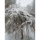 Commerce: : Weeping Mulberry after the Christmas day snow