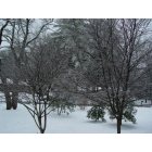 Brevard: : Snow - Feb 2008