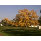 Belfield: a huge cotton wood tree, leaves changing for fall of old highway 10 in belfield nd