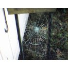 Lyons: Frosty web on a winters day.