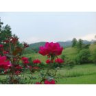 Hiawassee: Rose with Bell Mountain in back ground