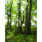 Fenton: Trees kissing in Fenton Michigan