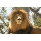 Ingram: Lion at San Diego Zoo.
