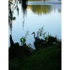 Orangeburg: Pond in Edisto Memorial Gardens